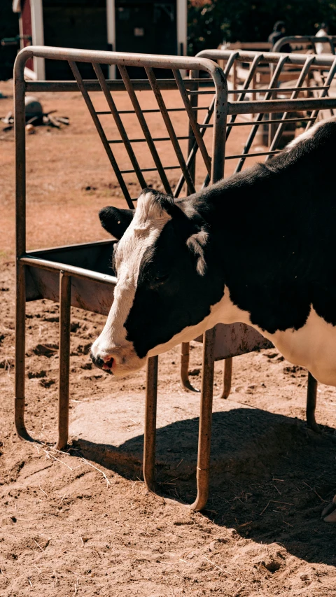 a cow that is standing up by some benches