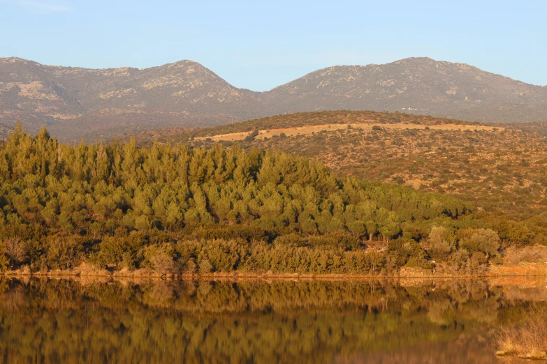 the trees are green and brown near the water