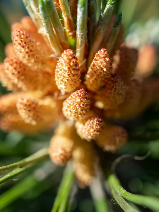 the very young leaves on a green pine tree