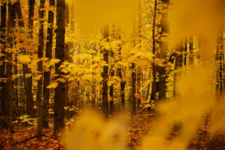 yellow and brown fall foliage is in the foreground