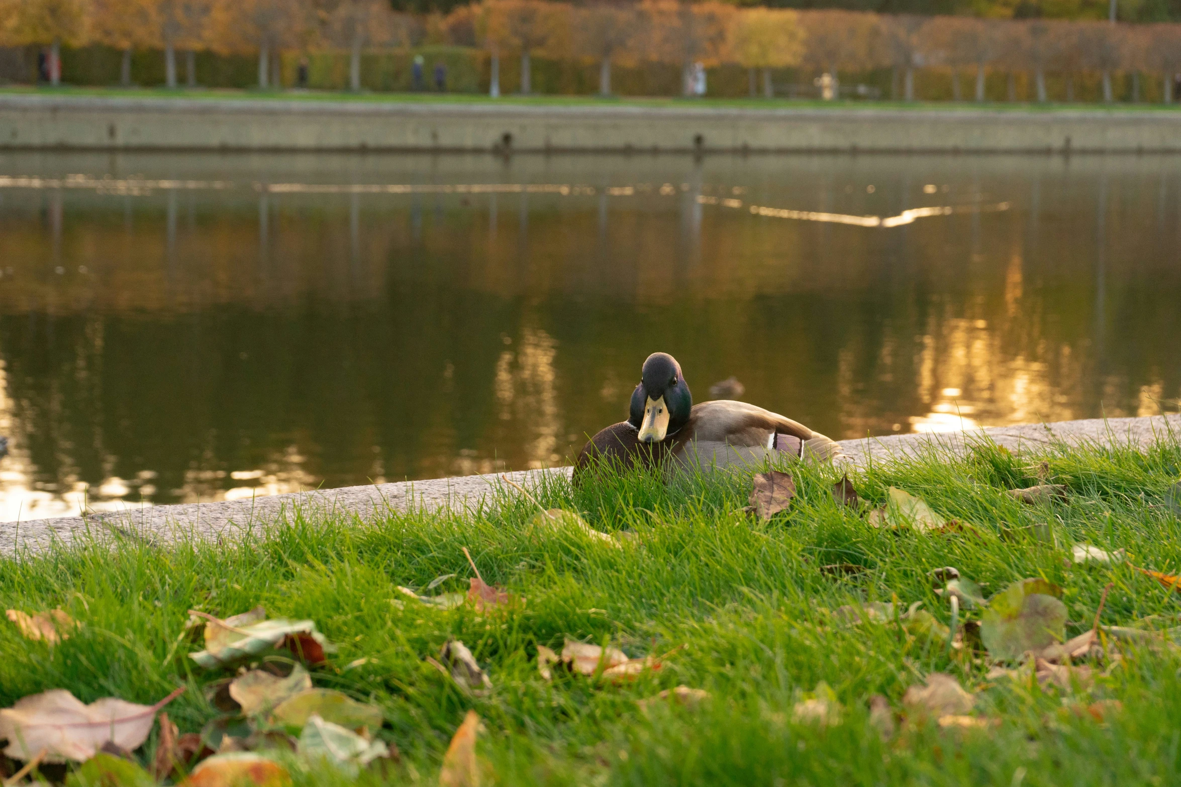 two ducks sit on the grass by the water