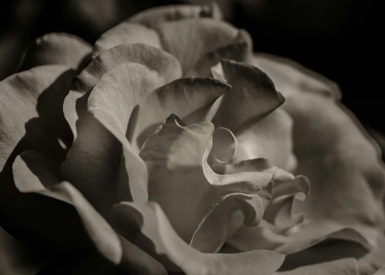 a flower that has been edited to look black and white