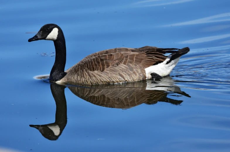 a duck is in the water staring ahead