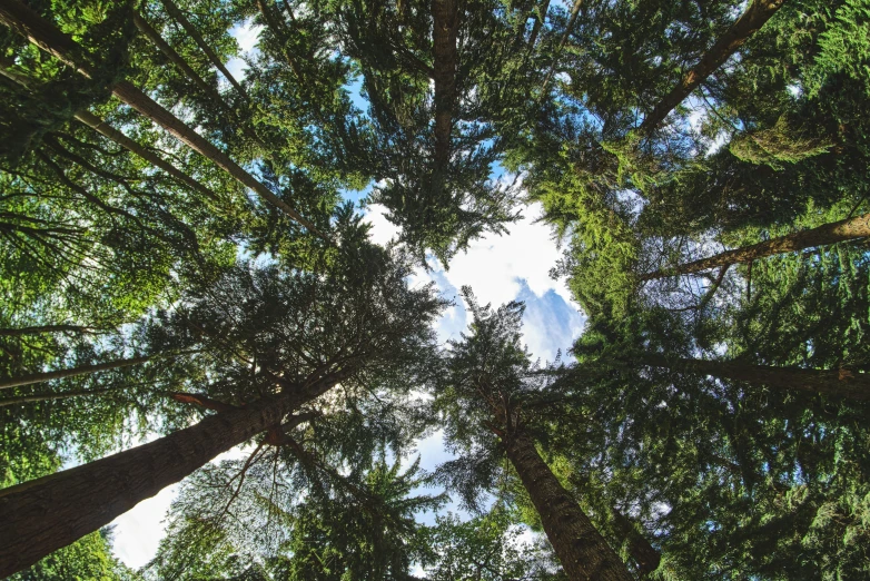 looking up into the nches of many different trees