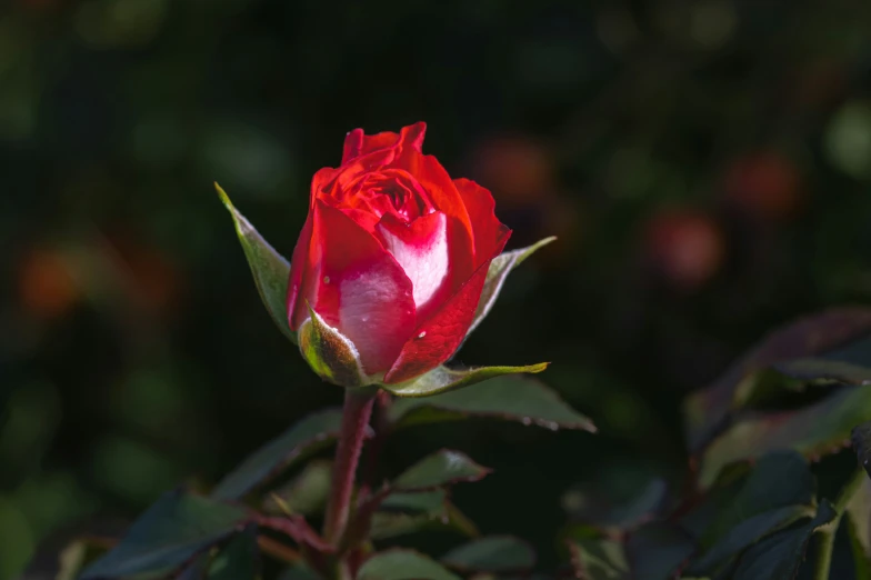 a single red rose with green leaves