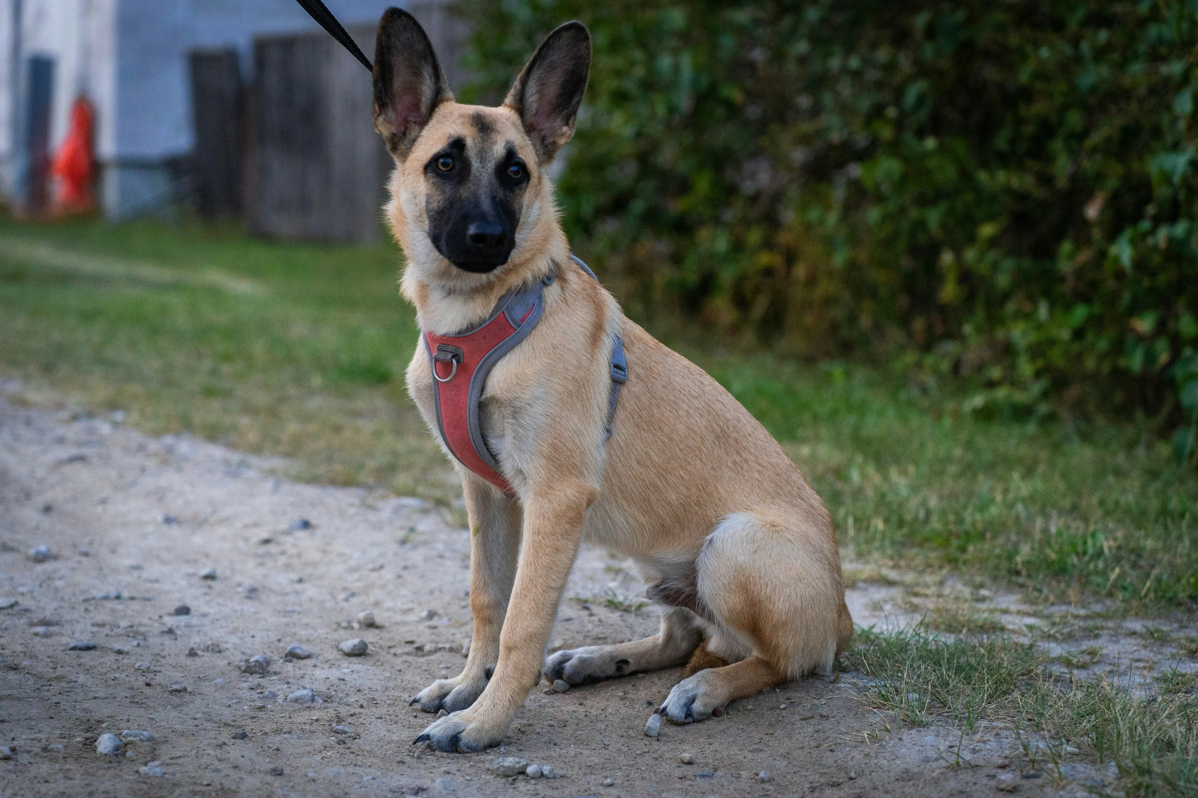 a dog is sitting down and looking at the camera