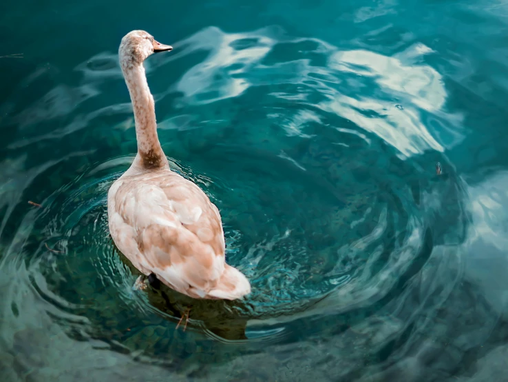 a close up of a duck in a body of water