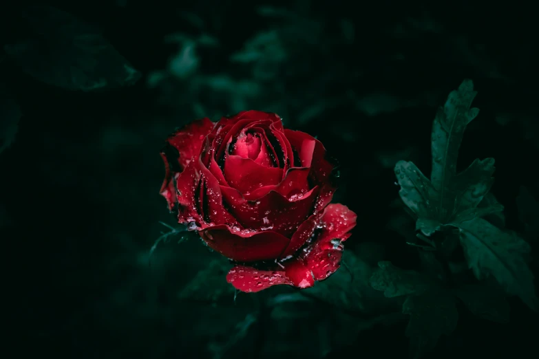 a large red flower with droplets on the petals