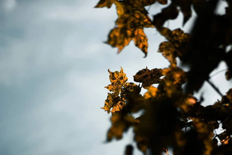 a bird is perched on top of some trees