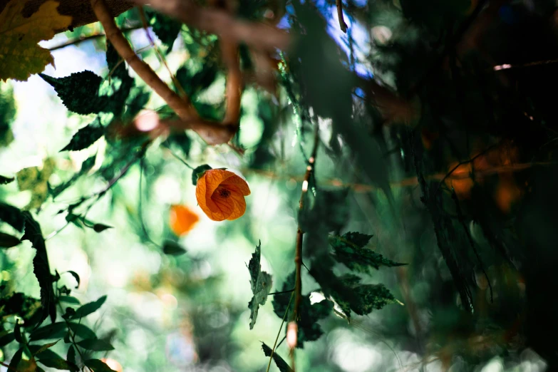 some leaves and nches with a flower on one