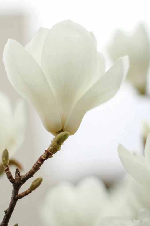 a close up view of white flowers growing out of a plant