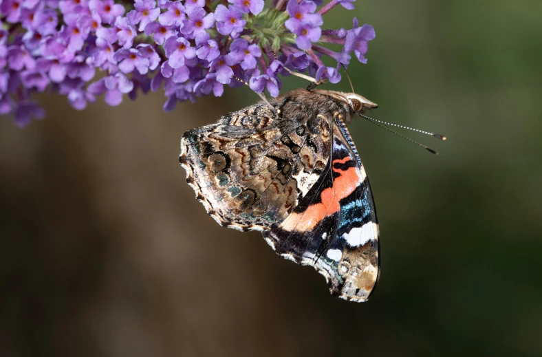 an orange and blue erfly rests on a purple flower