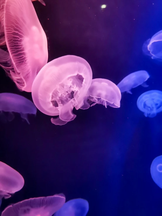 purple jellyfish swim together in a blue aquarium