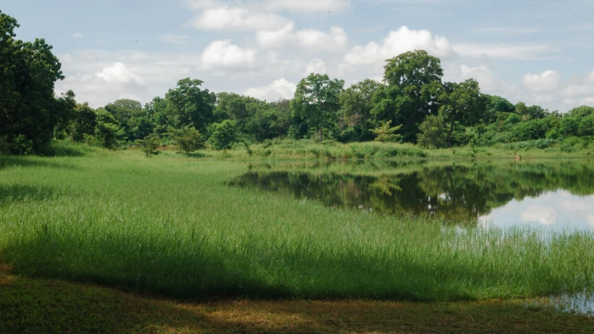 a body of water sitting surrounded by lush green forest