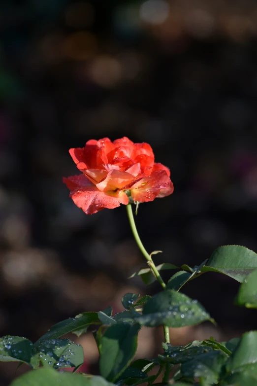 a single red flower with water droplets on it