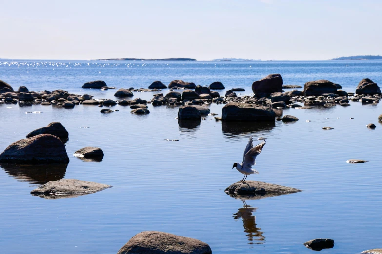 a bird sitting on rocks in the ocean