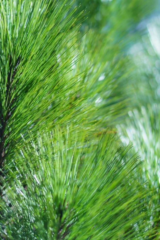 close up po of needles of a pine tree