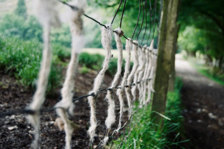 a bunch of vines and plants on a fence