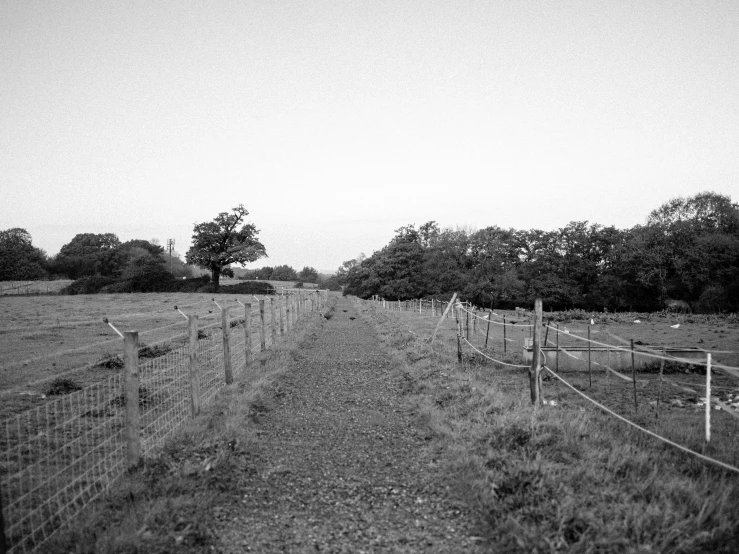 the path to the pasture is fenced in with a wire mesh