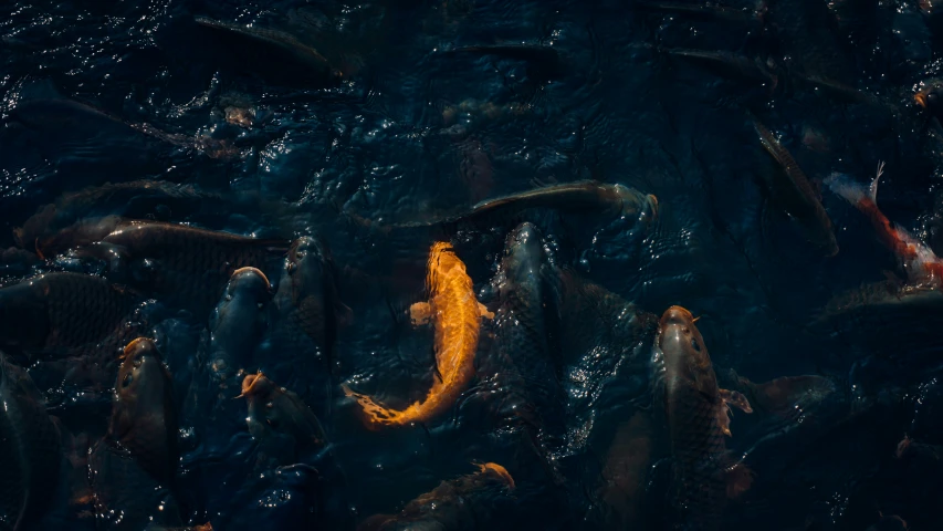 an array of fish swimming together in the water