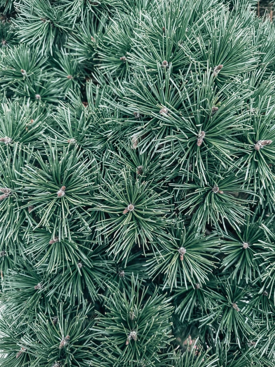 a evergreen tree in the middle of the woods