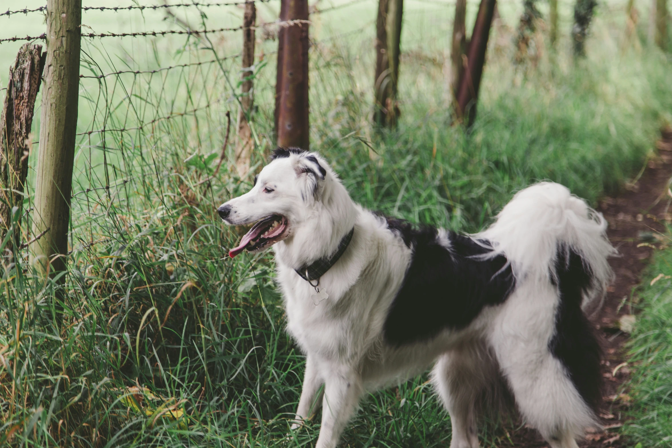 a white and black dog is standing in grass