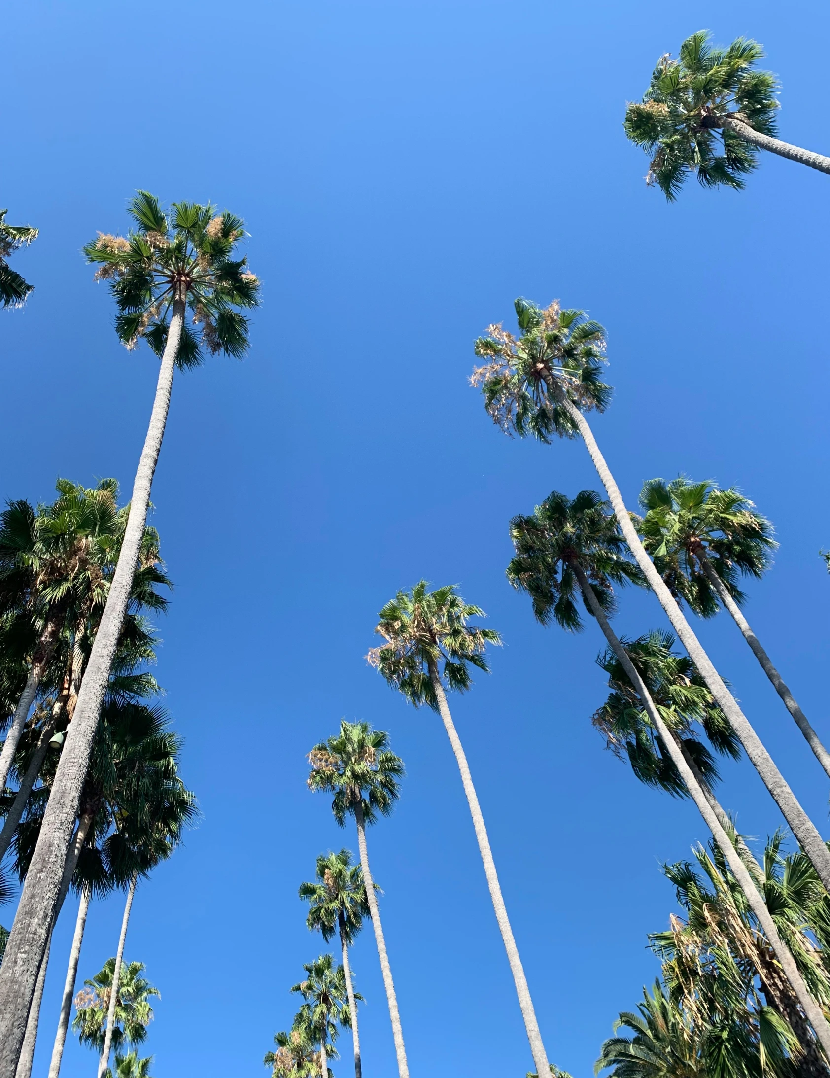 a bunch of palm trees growing upward into the air