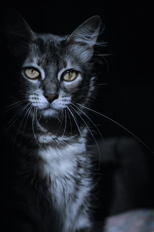 a grey cat with yellow eyes sitting in the dark