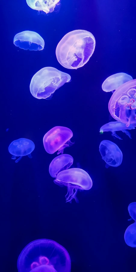 jellyfish swimming around in deep blue water