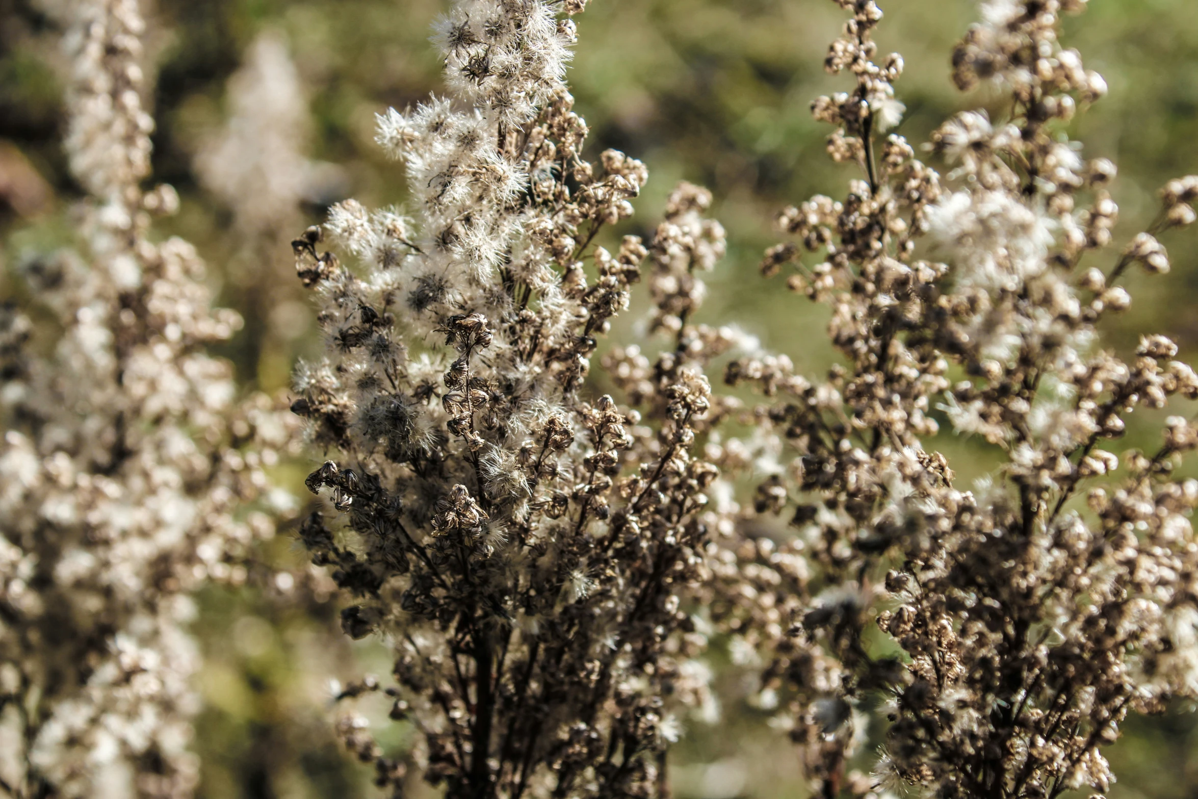 small white flowers with brown tips in the background