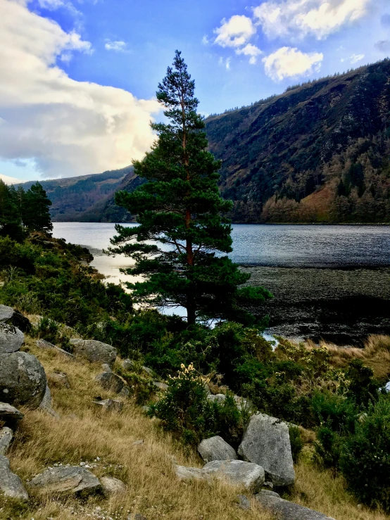 there is a small pine tree on the bank