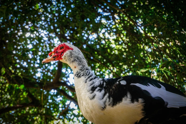 this large white and black bird is standing underneath a tree