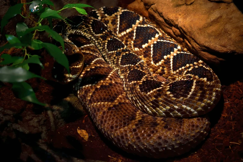 a large snake is on the ground in some shade