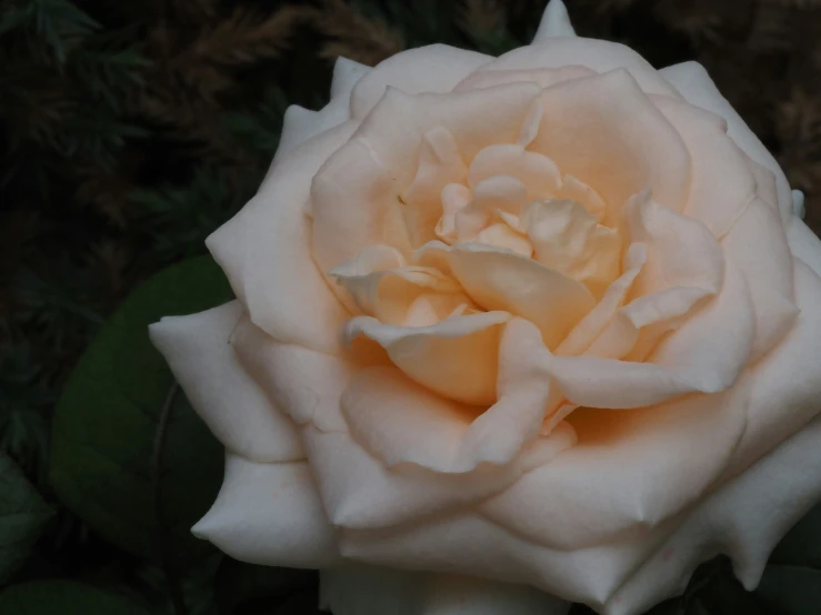 a close up of a white rose in the sun