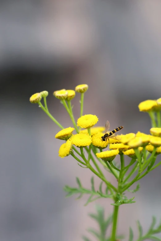 a bee sitting on top of a bunch of yellow flowers