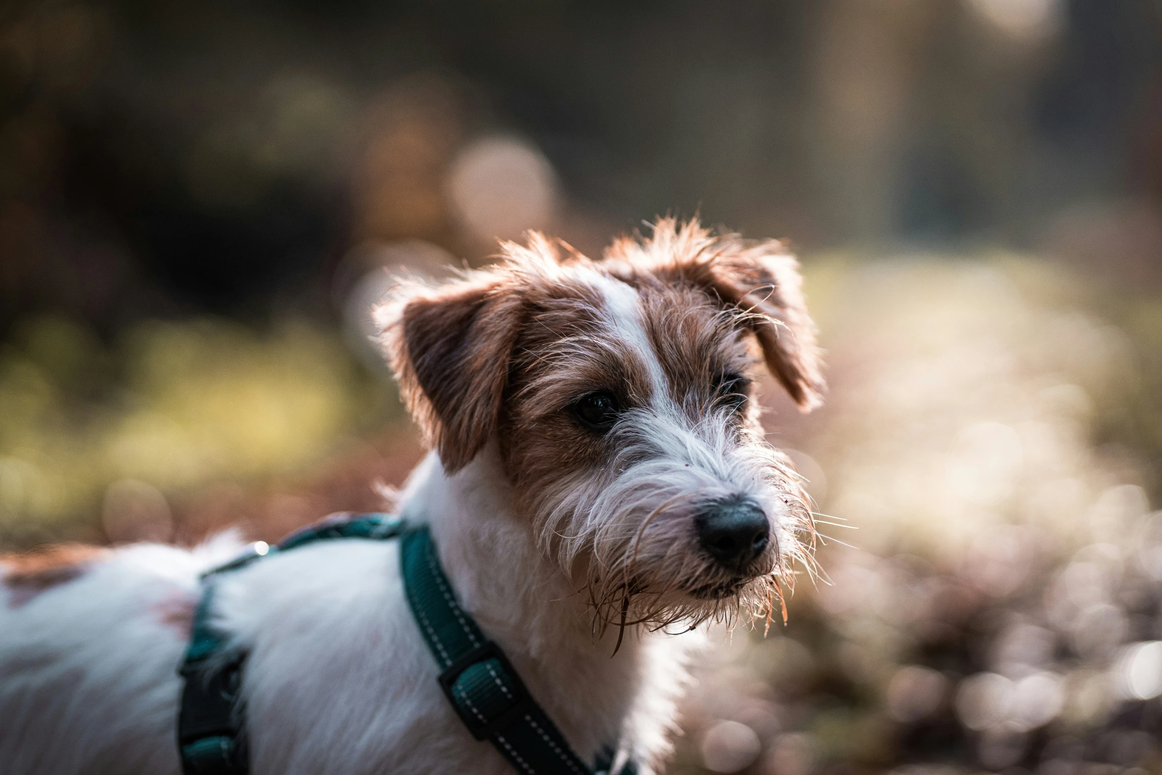 the brown and white dog is standing alone