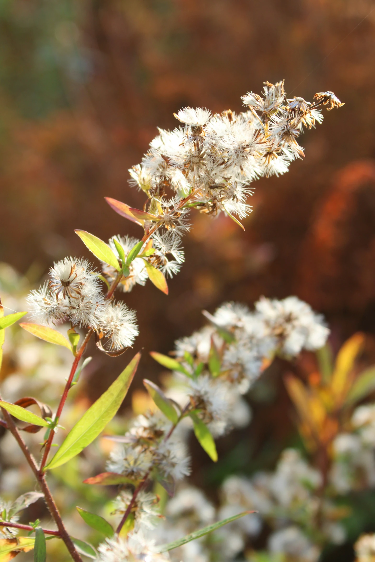 a very pretty small flower with lots of leaves