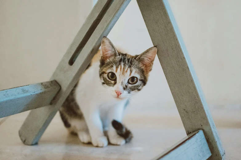 a kitten sits under a chair looking at the camera