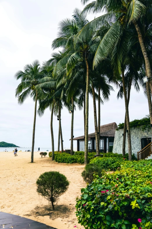 a beach with houses and trees on the sand