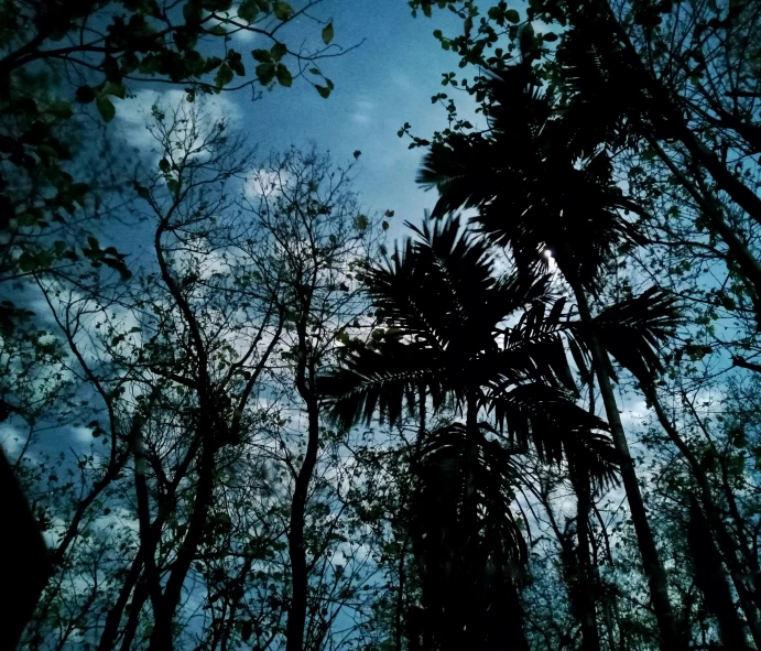 trees and the sky from below