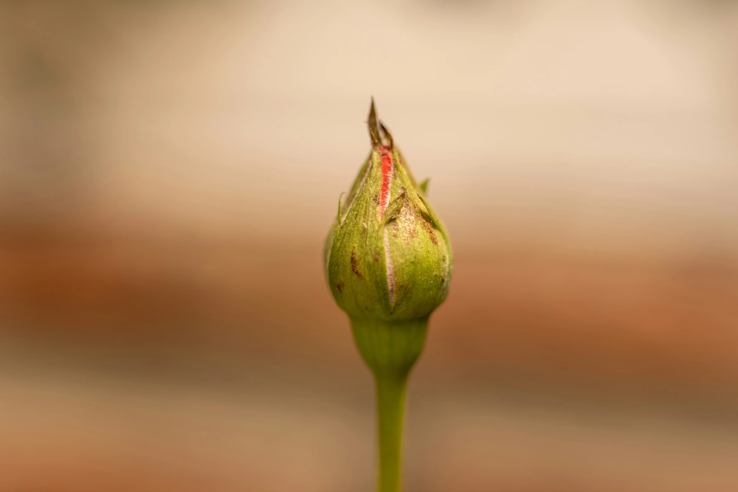 the flower is budding very quickly, withered petals