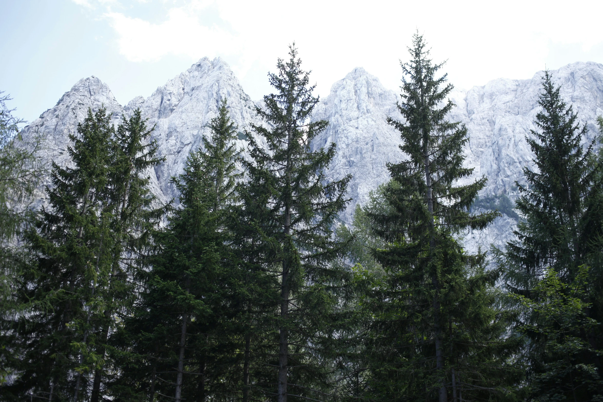 a mountain surrounded by tall trees and snow