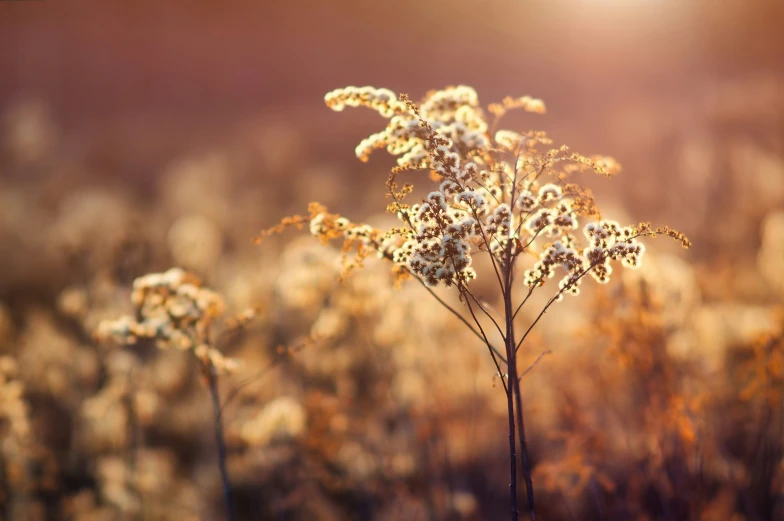 the flowers are in bloom with the sun behind them