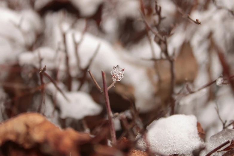 a snowy plant sitting in the middle of some leaves