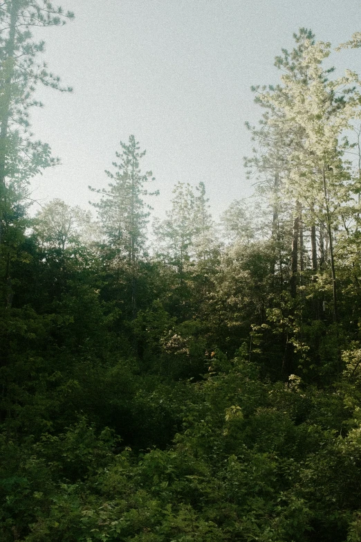 a horse stands alone in the brush as if waiting for food