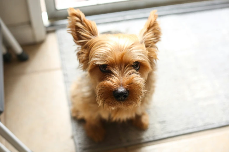 there is a small dog sitting on the floor