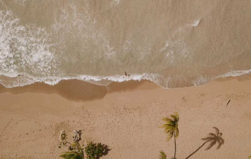 two palm trees on the beach facing the water