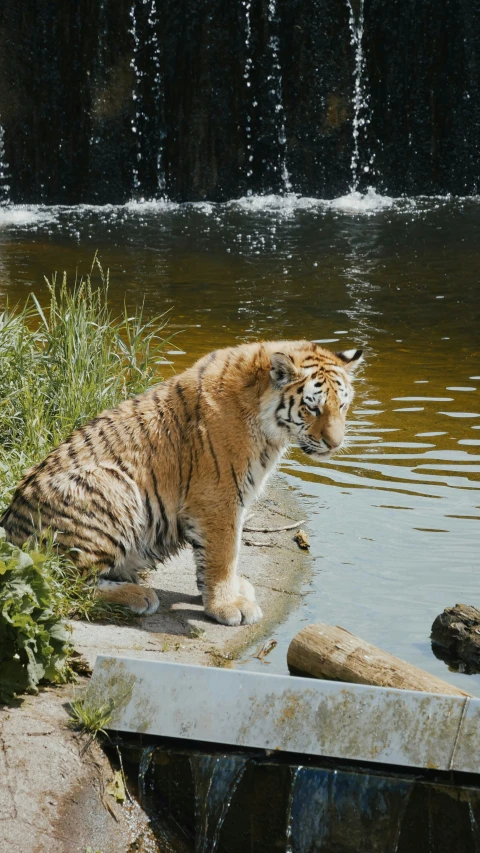 a tiger standing next to water near a small waterfall