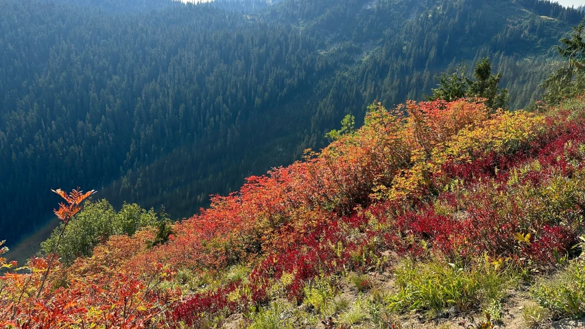 many trees and brush are in the mountains