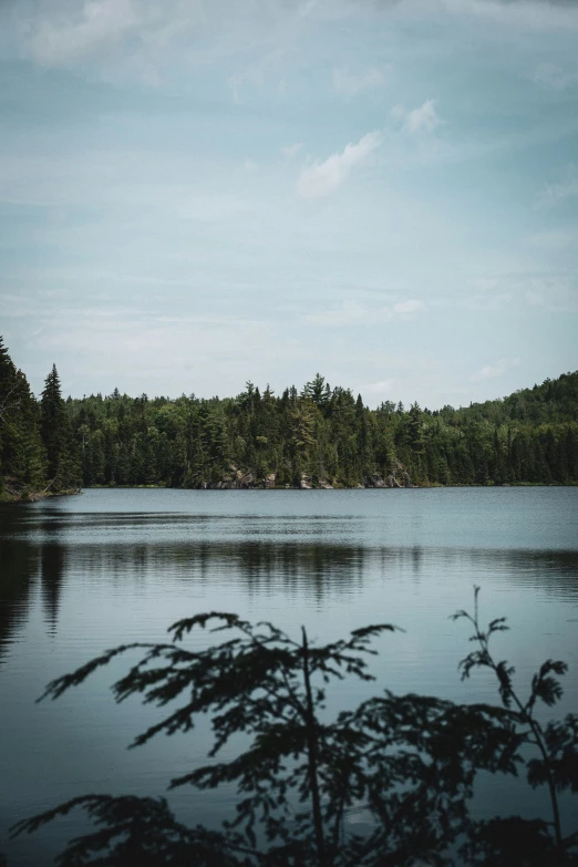 a tree in the distance and a body of water